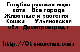 Голубая русская ищит кота - Все города Животные и растения » Кошки   . Ульяновская обл.,Димитровград г.